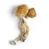 Golden Teacher Mushrooms