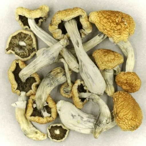 Vietnamese Psilocybe Cubensis Magic Mushrooms